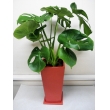 観葉植物モンステラ鉢