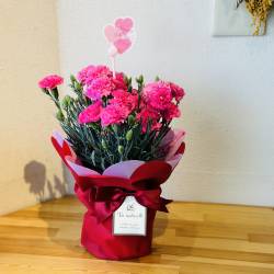 母の日 人気のカーネーション鉢（５号）ピンク　【花器＆ピック付】