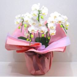 《Phalaenopsis》Amatrice/5FL 《Phalaenopsis》Amatrice/5FL