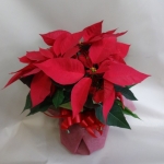 ポインセチア ポインセチア