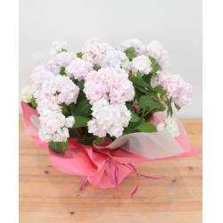 紫陽花 伊予獅子てまり 4号 紫陽花 伊予獅子てまり 4号