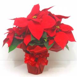 《Flower pots》Poinsettia （Red）