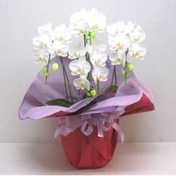 《Phalaenopsis》Amatrice/4FL 
