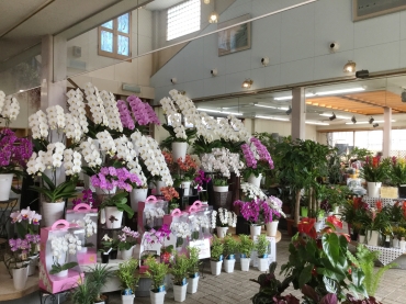 「八江農芸　ガルデン」　（長崎県諫早市）の花屋店舗写真1