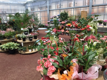 「八江農芸　ガルデン」　（長崎県諫早市）の花屋店舗写真2