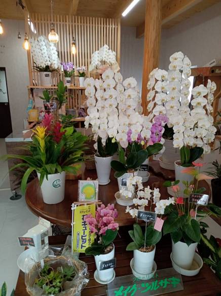 「メイク・ツルサキ」　（熊本県熊本市中央区）の花屋店舗写真2